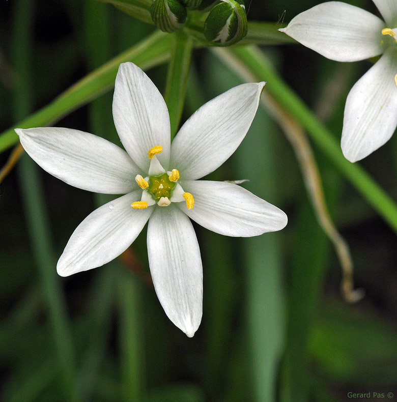 Star-of-Bethlehem DSC_2596.JPG - click to enlarge image