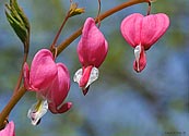 Bleeding Heart - click to enlarge