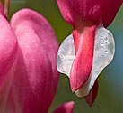 Bleeding Heart - click to enlarge