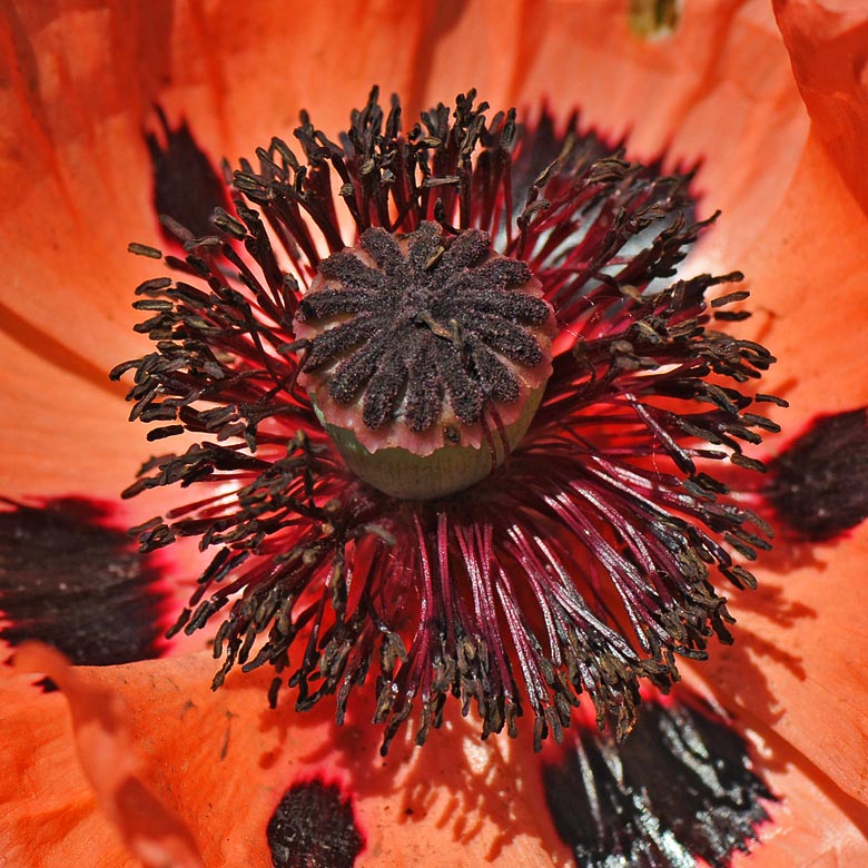 Poppy DSC_4925-01.JPG - click to enlarge image