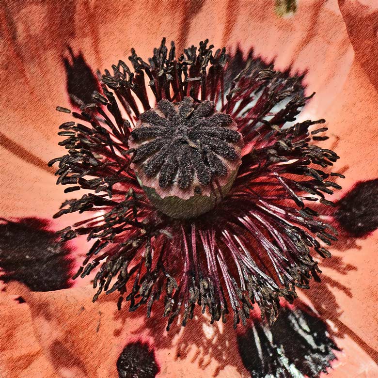 Poppy rendering from photograph DSC_4925-02.JPG - click to enlarge image