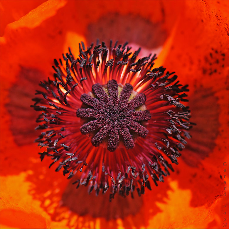 Poppy DSC_4939.JPG - click to enlarge image