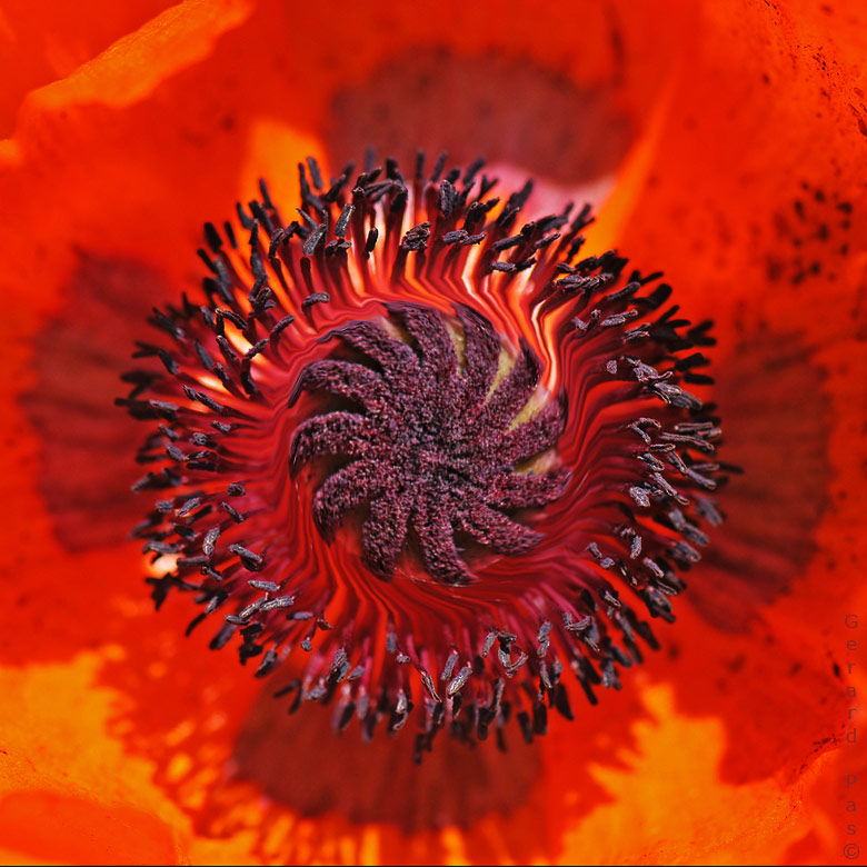 Poppy DSC_4939.JPG - click to enlarge image
