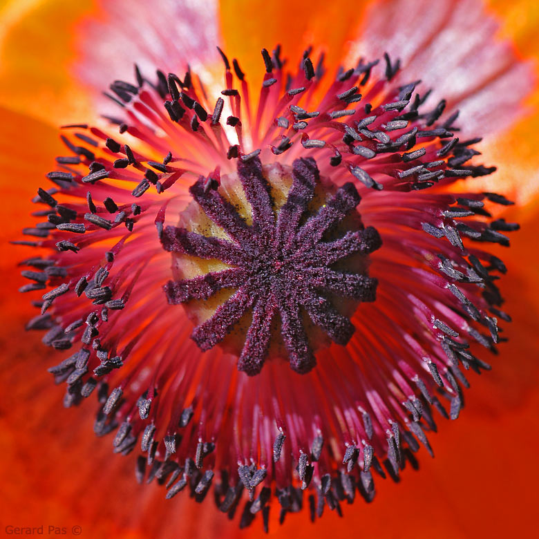 All Poppies are Opium Poppies DSC_4968.JPG - click to enlarge image