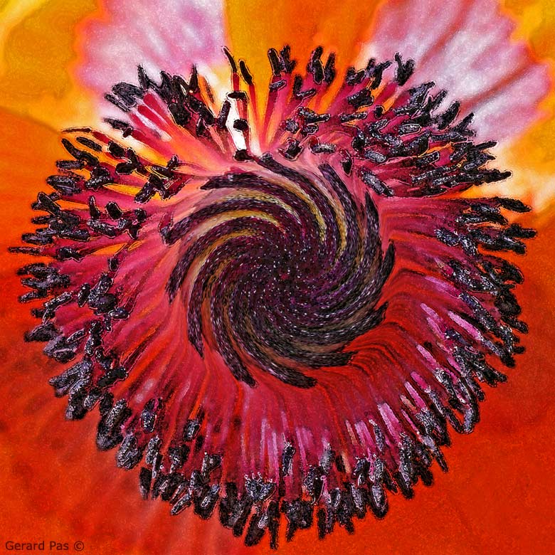 All Poppies are Opium Poppies DSC_4968.JPG - click to enlarge image