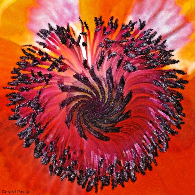 All Poppies are Opium Poppies DSC_4968.JPG - click to enlarge image