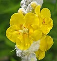 Wooly Mullein - click to enlarge