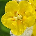 Wooly Mullein Detail - click to enlarge