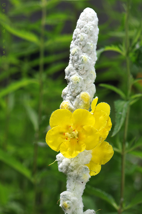 Wooly Mullein DSC_5505.JPG - click to enlarge image