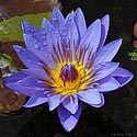 Tropical Water Lily - click to enlarge