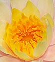 Water Lily - click to enlarge