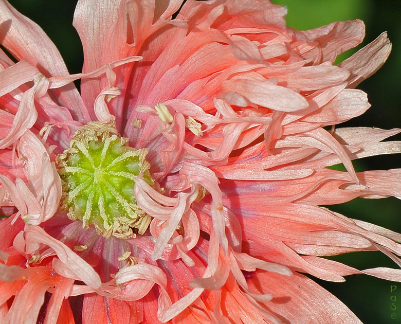 Feather Poppy  DSC_7250.JPG - click to enlarge image
