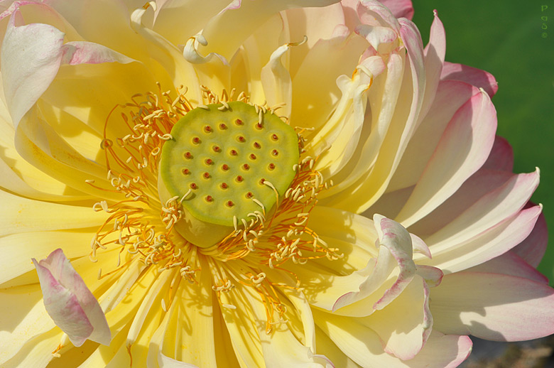 Lotus Flower Lily DSC_8251.JPG - click to enlarge image