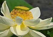 Lotus Flower Lily - click to enlarge