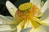 Lotus Flower Lily - click to enlarge