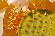 Lotus Flower Lily - click to enlarge