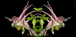 Columbines - click to enlarge
