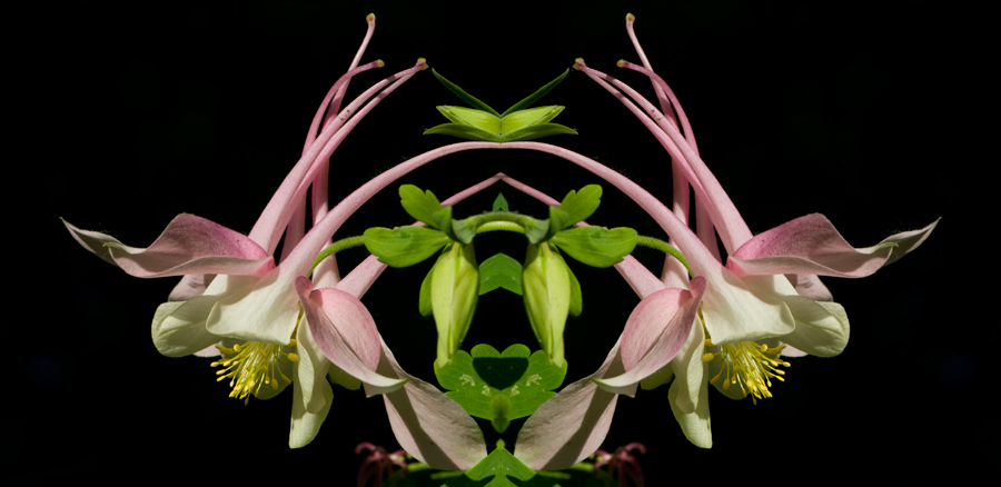 Columbine Vulva _DSC3941.JPG - click for higher resolution
