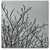 Please click thumb nail to enlarge.