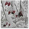 Please click thumb nail to enlarge.
