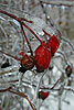 Please click thumb nail to enlarge.