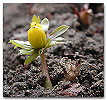 Please click thumb nail to enlarge.