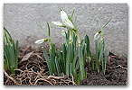 Please click thumb nail to enlarge.