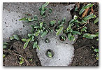 Please click thumb nail to enlarge.
