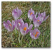 Please click thumb nail to enlarge.