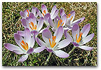 Please click thumb nail to enlarge.