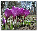 Please click thumb nail to enlarge.