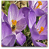 Please click thumb nail to enlarge.