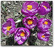 Please click thumb nail to enlarge.