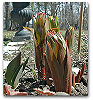 Please click thumb nail to enlarge.
