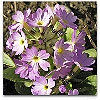 Please click thumb nail to enlarge.