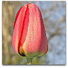 Please click thumb nail to enlarge.