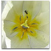 Please click thumb nail to enlarge.