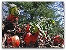 Please click thumb nail to enlarge.