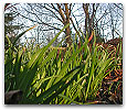 Please click thumb nail to enlarge.