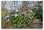 Please click thumb nail to enlarge.