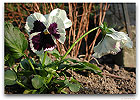 Please click thumb nail to enlarge.
