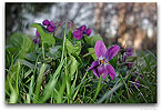 Please click thumb nail to enlarge.