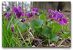 Please click thumb nail to enlarge.