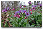 Please click thumb nail to enlarge.