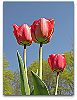 Please click thumb nail to enlarge.