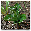 Please click thumb nail to enlarge.