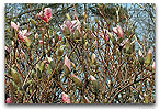 Please click thumb nail to enlarge.