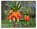 Please click thumb nail to enlarge.