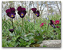 Please click thumb nail to enlarge.