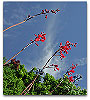 Please click thumb nail to enlarge.